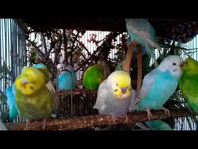 'Video thumbnail for 🎧 HD Budgie Chirps Compilation – Best Bird Songs for Focus, Meditation & Peaceful Vibes 🧘‍♀️ #Bird'