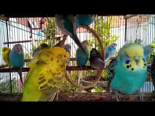 'Video thumbnail for 🐦 Feathered Beauty Meets Sweet Sounds  Ultimate Budgie Vibes! 💫🎧'