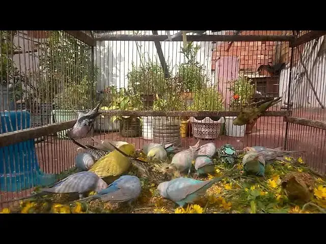 'Video thumbnail for Parakeet Happiness Listen to These Sweet Budgie Sounds! 🥰✨'