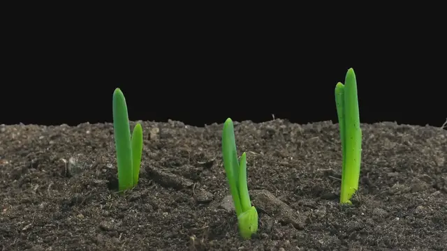 'Video thumbnail for Hot Pepper Plant Growth: 6 Stages from Seed to Harvest'