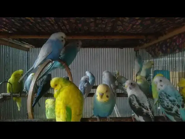 'Video thumbnail for Sleepy Parrots Compilation – Try Not to Say “Aww”! 😴💤'