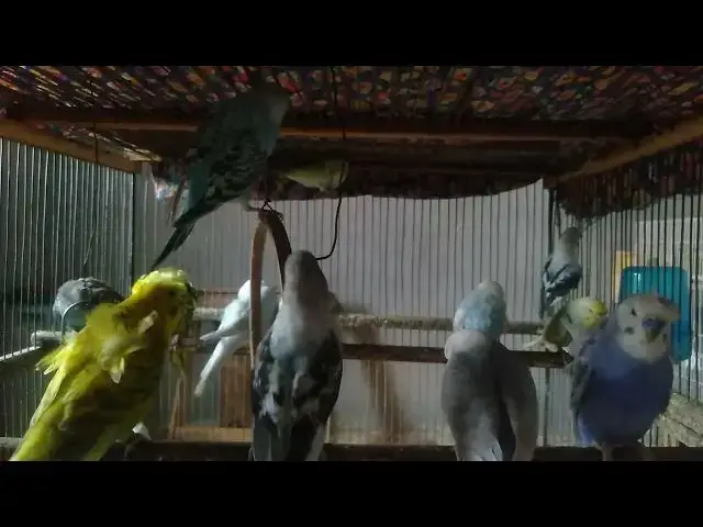 'Video thumbnail for What Makes Budgies So Social 🗣️🐥'