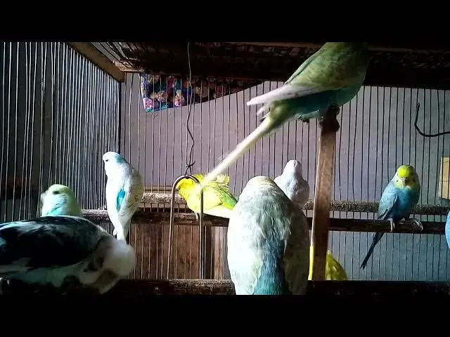'Video thumbnail for Silent Parrot Therapy – Just Sounds, No Voice 🔇🦜#NoVoice #ParrotHealing #ASMRParrots #PureNature �'