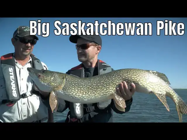 'Video thumbnail for Using Swimbaits For Big Saskatchewan Pike | Fish'n Canada'