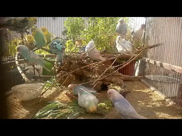 'Video thumbnail for Creating a Beautiful Bird Cage Sounds That Attract Budgies! 🎵'