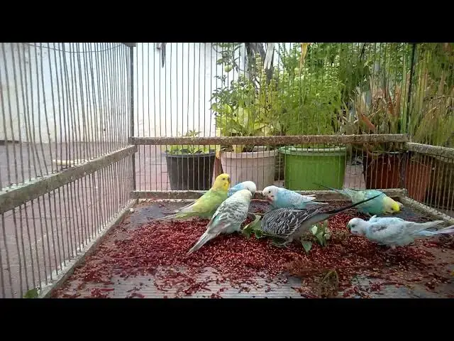 'Video thumbnail for 📊 The SCIENCE of Budgerigar Mutations Explained Simply! 🧪🔍'