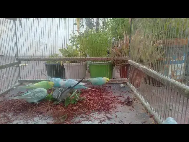 'Video thumbnail for 🎯 Budgie Enthusiast’s DREAM Discovering Hidden Mutations! 🦅✨'