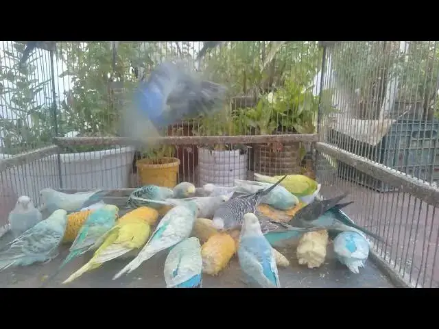 'Video thumbnail for 🧡 Cute Budgies with Unbelievable Colors  The Future of Pet Birds'