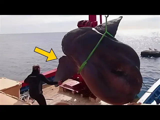 'Video thumbnail for Fisherman Catches Strange Deep Sea Creature, When Expert Sees It, He Is Shocked'