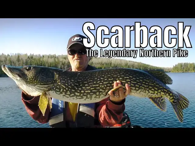 'Video thumbnail for SCARBACK: The Legendary Northern Pike | Fish'n Canada'