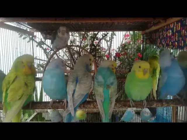 'Video thumbnail for 💙 Blue Budgies Are Just Too Cute to Handle! 😍'