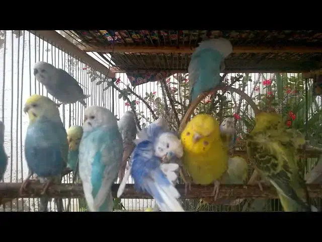 'Video thumbnail for 💚 Happy Budgies = Happy Vibes – Instant Mood Boost 🎶'