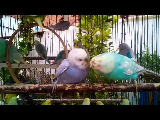 'Video thumbnail for セキセイインコの魅力を紹介します!💚💛'
