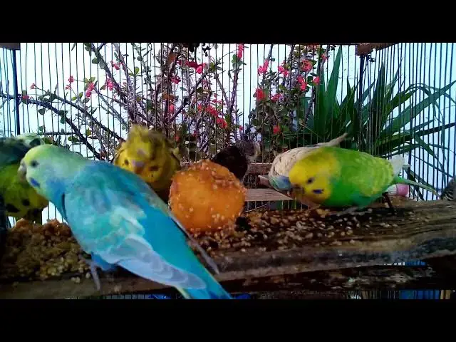 'Video thumbnail for 🌈💰 COLOR Your Way to WEALTH with Budgie Breeding! 🎨 Breeding TOP TIER Mutations for MAXIMUM Incom'