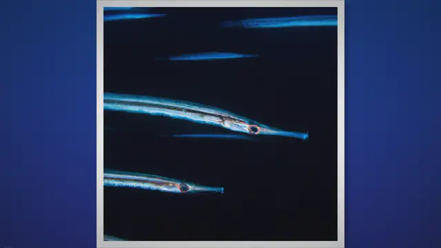 'Video thumbnail for Are Oarfish Dangerous? Uncovering The Truth'
