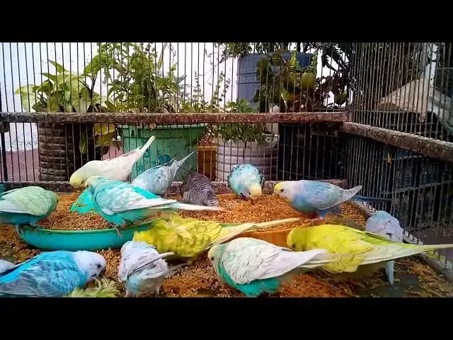 'Video thumbnail for Budgies vs  Other Pets Who Wins the Cutest Contest 🐦💛'