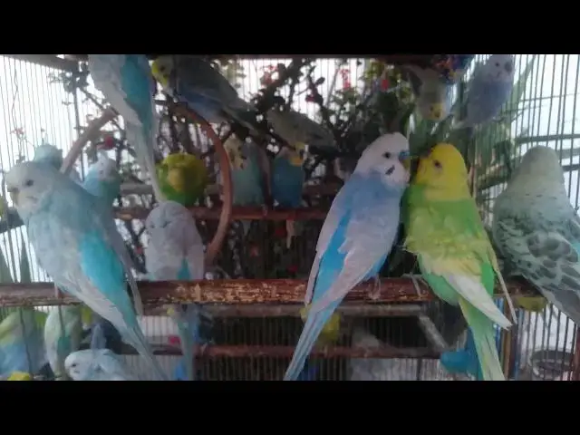 'Video thumbnail for 🐣 Baby Budgie First Chirp – Emotional Moment Captured on Camera 📷 #BabyBirds'