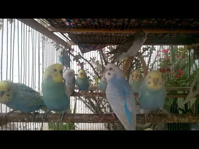 'Video thumbnail for 🪶 Feather Friends Forever – Watching Them Brings Peace 💚'