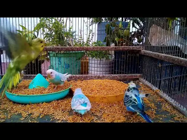 'Video thumbnail for The Ultimate Guide to Budgies Fun Facts & Care Tips! 🥰💚'
