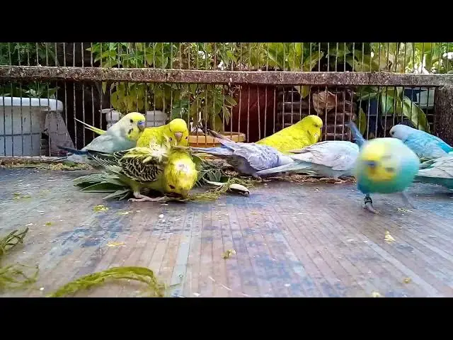'Video thumbnail for 🐦🔥 Exotic Budgie Colors That Will Leave You Speechless! 🌟💎'