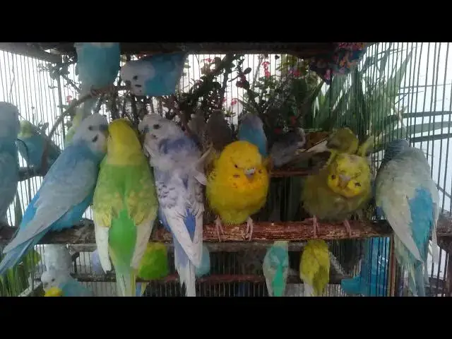 'Video thumbnail for 🎥 How to Make Viral Budgie Chirping Videos on YouTube 🎬 #YouTubeTips #BirdContent'