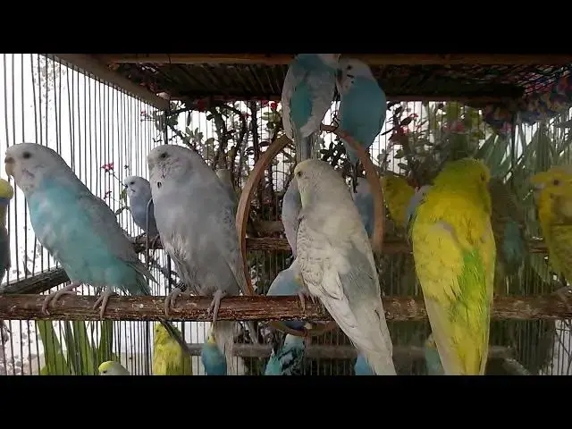 'Video thumbnail for 🌎 World's Most Relaxing Budgie Chirping – International Bird Lovers United 🇬🇧🇺🇸🇦🇺 #BirdCommun'