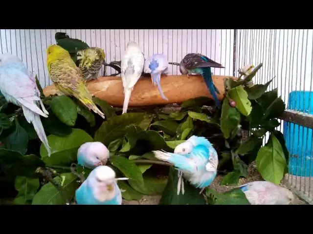 'Video thumbnail for Feather Plucking in Budgies – Causes & Solutions'