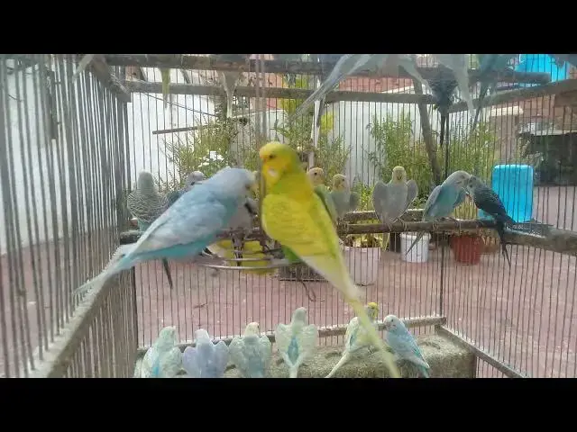 'Video thumbnail for 恋するインコたちの優しい会話💘🐦'