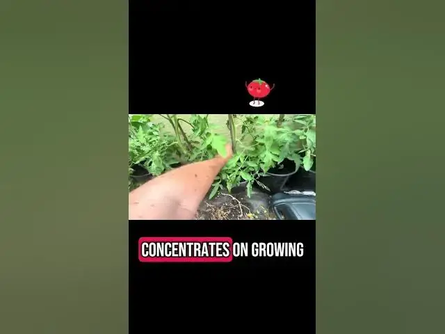 'Video thumbnail for 🍅 Tomato Plant Update! Growth Progress, Flowering & First Fruit 🌿'