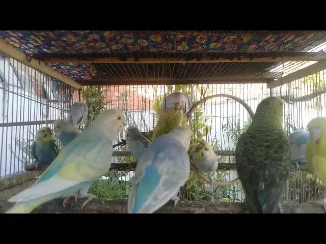 'Video thumbnail for 🪶 インコの羽ばたきと小さな足音に耳を澄ませて'