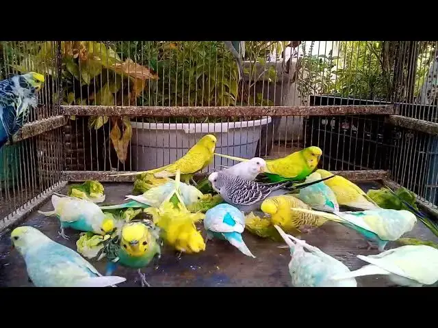 'Video thumbnail for 👁️ 色とりどりのインコをただ静かに見つめる時間'