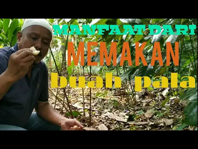 'Video thumbnail for MENJELAJAHI HUTAN | cara memanen dan mengupas pala berikut khasiat nya'
