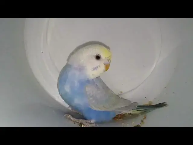 'Video thumbnail for Why Every Budgie Color Is a Work of Art! 🎉✨'