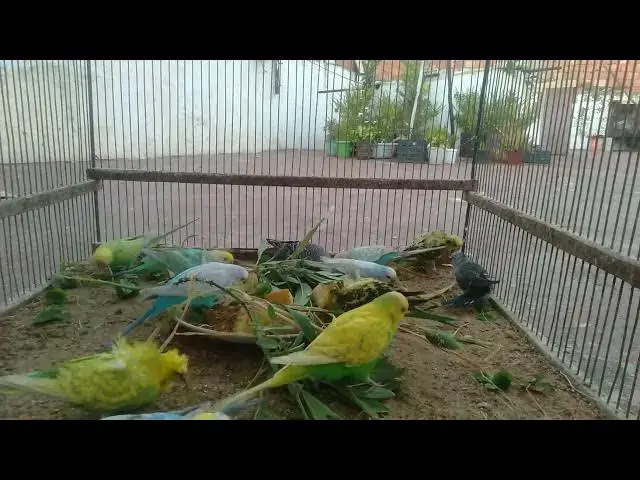 'Video thumbnail for 🧬 Genetic Wonders – Amazing Budgerigar Color Mutations Explained! 📚🌈'