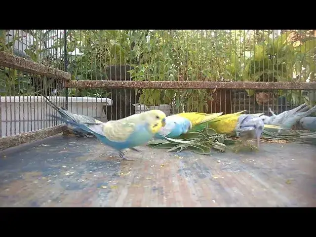 'Video thumbnail for 🌈 From Hobby to High Income The Budgie Color Revolution 🦜💵✨'