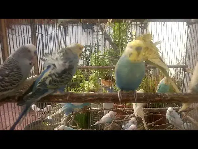 'Video thumbnail for Bird Nutrition 101 Feed Your Budgie Right for a Longer Life! 🥗💚'