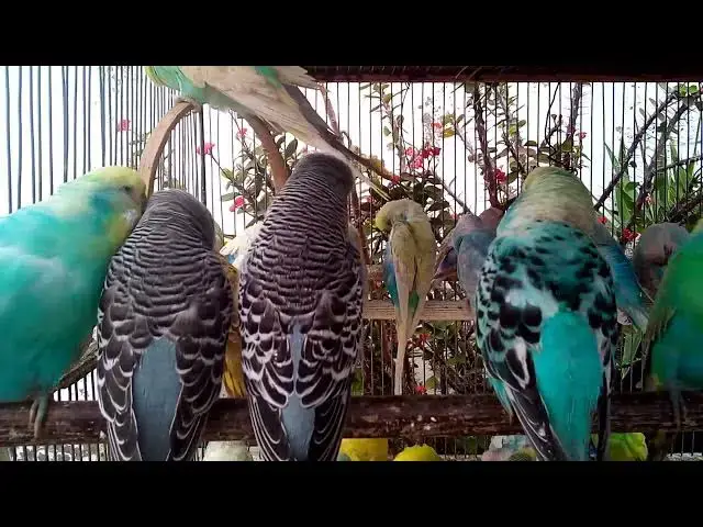 'Video thumbnail for Meet the Colorful Budgie Squad Adorable Mutations Unleashed! 💖💚 #BudgieLife'