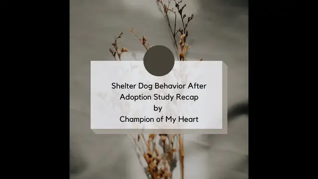 'Video thumbnail for Shelter Dog Behavior After Adoption Study Recap'