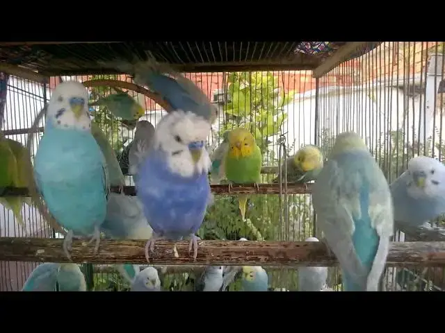 'Video thumbnail for 🎯 Affordable Toys and Accessories That Bring Big Smiles to Your Budgie! 🎭🎁'