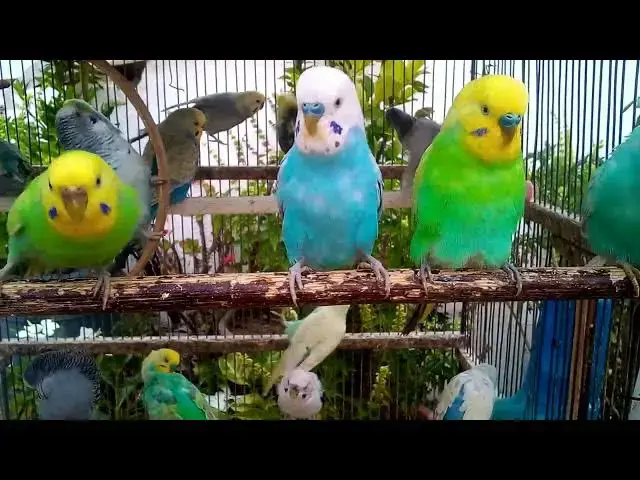 'Video thumbnail for 笑えるセキセイインコの動画特集!🤣🐦'