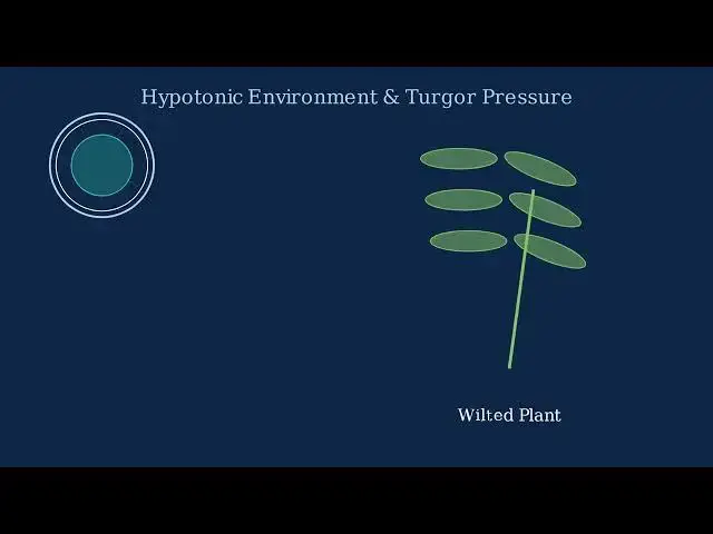 'Video thumbnail for Hypotonic Solutions Explained - Water Flow and Cell Regulation'