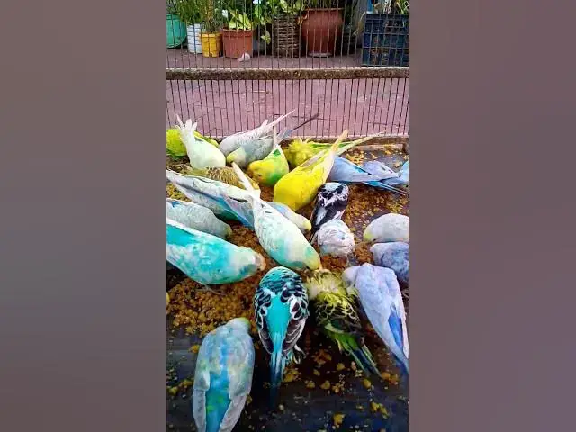'Video thumbnail for Cutest Birds & Pets Ever!  U S #animals  #birds  #cute  #funny #viralshorts #usa  #love #funnyvideo'