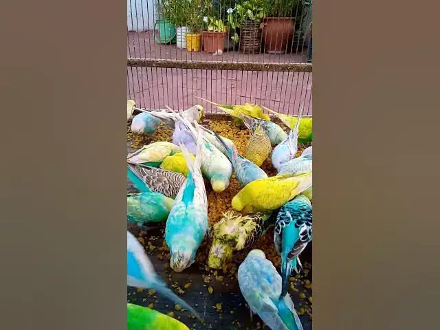 'Video thumbnail for Cutest Birds & Pets Ever!  U S #animals  #birds  #cute  #funny #viralshorts #usa  #love #funnyvideo'