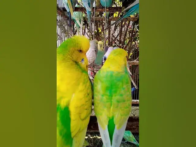 'Video thumbnail for This Amazon bird toy is SO COOL#birds#parrot #birdslover #budgis #lovebirds #budgiegar #cute #health'