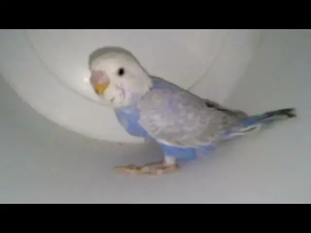 'Video thumbnail for The Most Beautiful Budgies A Feast for the Eyes! 👀✨ #Love #Shorts'