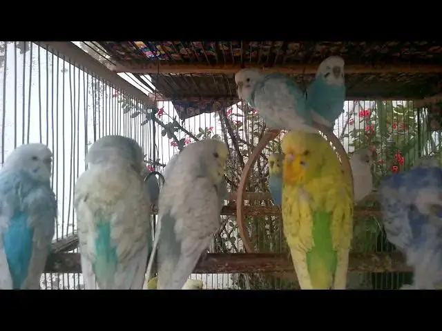 'Video thumbnail for 💦 Splash Time! Budgies Enjoy Their Bath Like Kids 🚿'