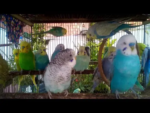 'Video thumbnail for Budgie Comedy Hour Silly Faces & Healthy Treats! 🥰✨'