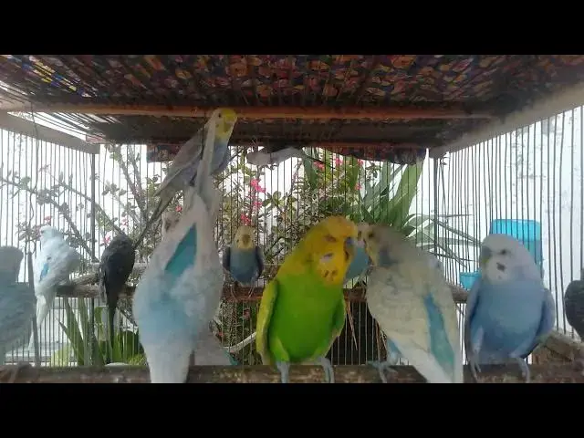 'Video thumbnail for Hearing Nature Through Parrot Voices 🌳🦜'