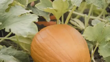 'Video thumbnail for Gardening 101: Starting Your Own Garden Successfully'
