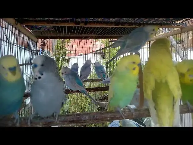 'Video thumbnail for 🎶 Budgie Singing ASMR  Relaxing Parakeet Sounds for Sleep 💤🐦'